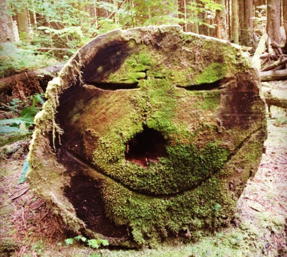 The tree face at Wallace Falls.