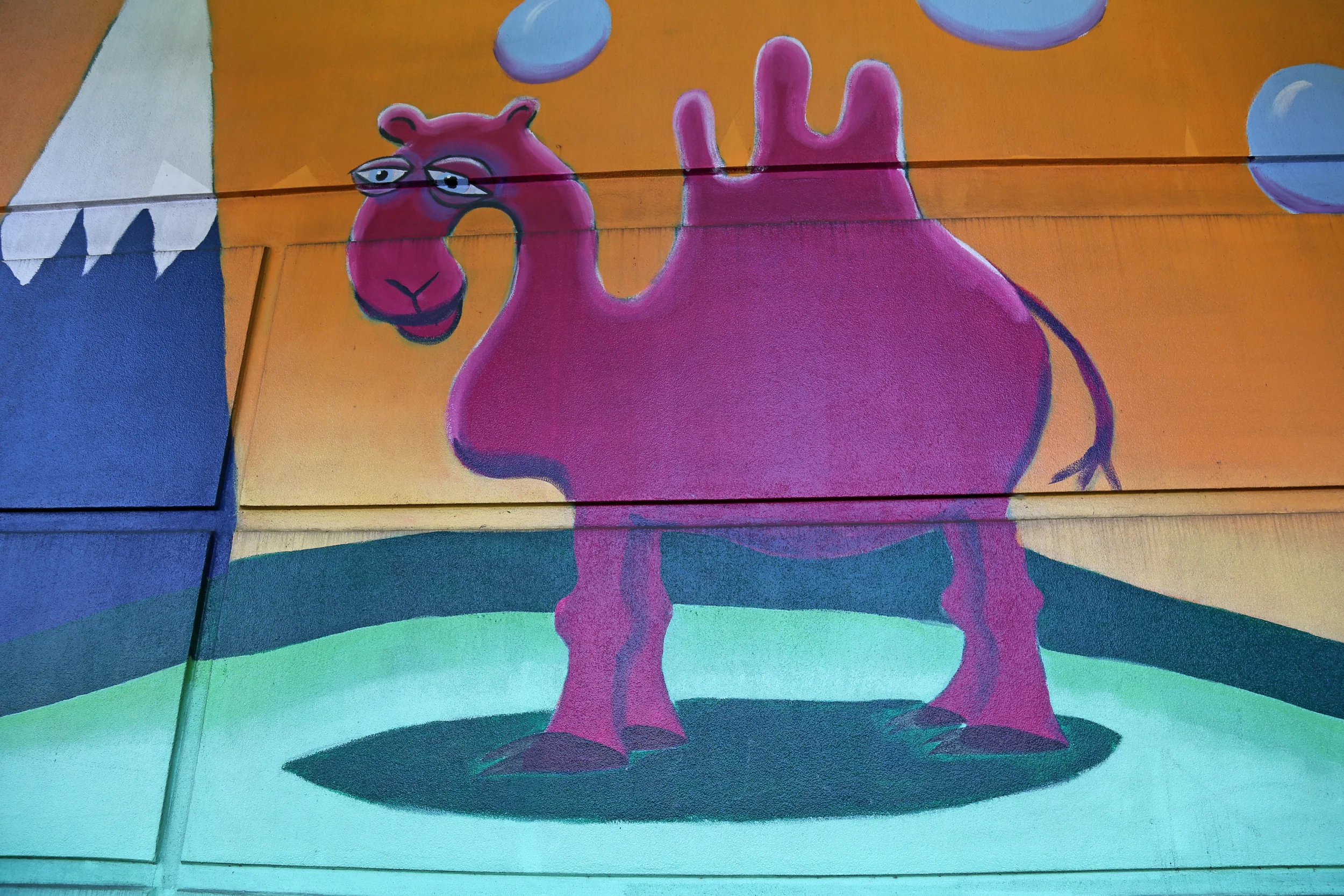Camel found at Value Village at   8532 15th Ave. NW